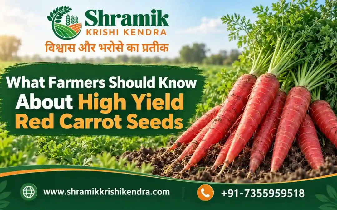 High Yield Red Carrot Seeds