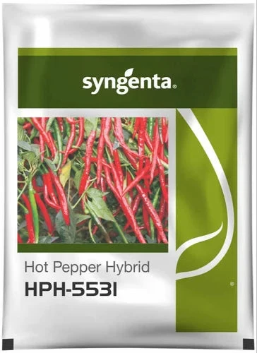 Syngenta HPH 5531 Chilli Seeds F1 Hybrid