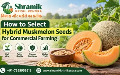 How to Select Hybrid Muskmelon Seeds for Commercial Farming