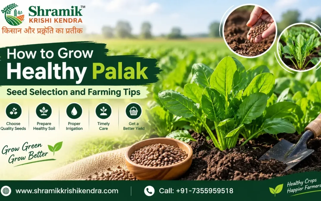 How to Grow Healthy Palak: Seed Selection and Farming Tips