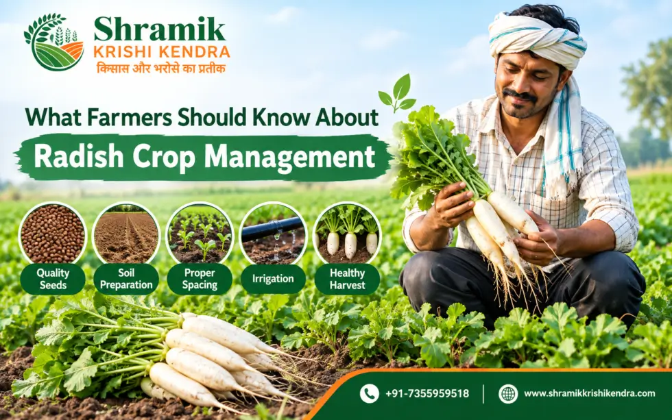 What Farmers Should Know About Radish Crop Management
