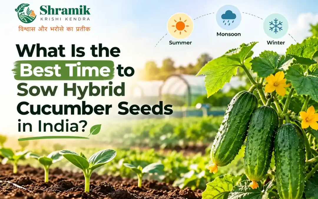 What Is the Best Time to Sow Hybrid Cucumber Seeds in India